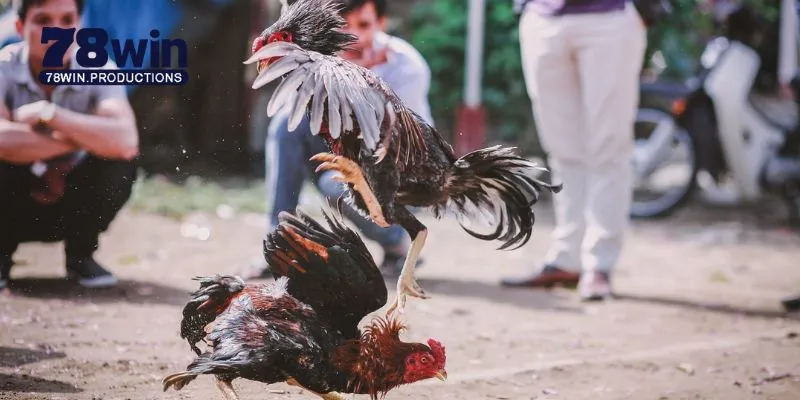 Khái quát nhanh về các giải đá gà c1 c2 c3 c4